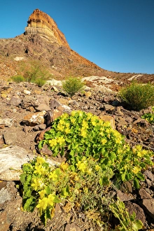Images Dated 22nd June 2024: USA, Texas, Big Bend National Park. Cerro Castellan formation and rock nettles flowers