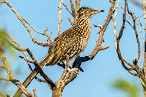Prints of USA, Texas, Big Bend National Park. Greater roadrunner in tree Images Dated 2025 January: USA, Texas, Big Bend National Park. Greater roadrunner in tree