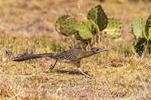 Images Dated 22nd June 2024: USA, Texas, Big Bend National Park. Greater roadrunner hunting for prey