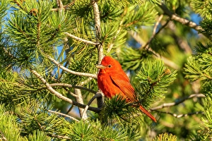 Prints of USA, Texas, Big Bend National Park. Summer tanager in tree Images Dated 2025 January: USA, Texas, Big Bend National Park. Summer tanager in tree