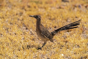 Images Dated 22nd June 2024: USA, Texas, Big Bend National Park. Greater roadrunner hunting for prey