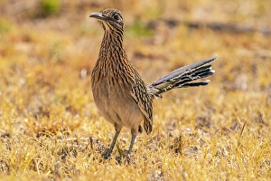 Images Dated 22nd June 2024: USA, Texas, Big Bend National Park. Greater roadrunner hunting for prey