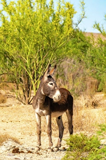 USA, Texas, Big Bend National Park. Male donkey