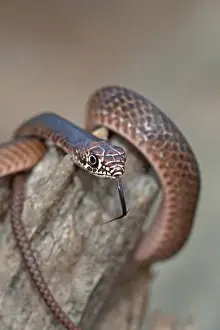 Stump Prints: USA, Texas, Boykin Springs. Close-up of juvenile eastern coachwhip snake coils on a fallen tree