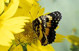 Pollen Prints: USA, Texas, Brooks County Border patch butterfly on cowpen daisy Chlosyne lacinia)