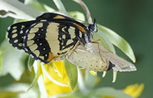 Images Dated 20th February 2004: USA, Texas, Brooks County Border patch butterfly just hatched from chrysalis