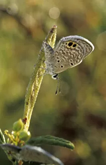 USA, Texas, Brooks County Ceraunus Blue butterfly in morning dew (Hemiargus