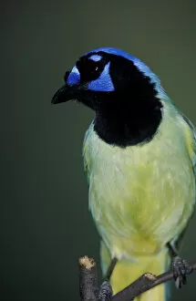 Images Dated 26th June 2007: USA, Texas, Brooks County. Green Jay (Cyanocorax yncas)