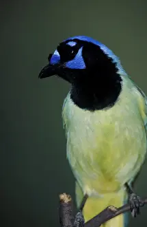 USA, Texas, Brooks County. Green Jay (Cyanocorax yncas)