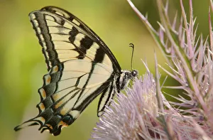Dave Welling Prints: USA, Texas, Caddo Lake National Wildlife Refuge