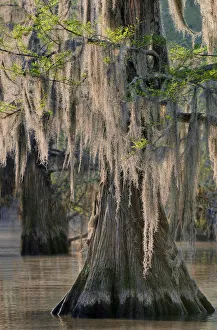Images Dated 2021 July: USA, Texas, Caddo Lake. Spanish moss on cypress trees