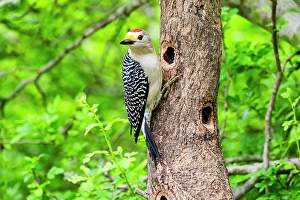Images Dated 16th September 2024: USA, Texas, Cameron County. Golden-fronted woodpecker foraging