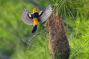 Nest Prints: USA, Texas, Cameron County. Laguna Atascosa National Wildlife Refuge