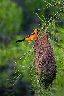 Nest Prints: USA, Texas, Cameron County. Laguna Atascosa National Wildlife Refuge