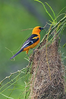 Hanging Prints: USA, Texas, Cameron County. Laguna Atascosa National Wildlife Refuge