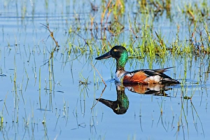 Marsh Prints: USA, Texas, Cameron County. Laguna Atascosa National Wildlife Refuge