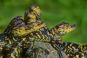 Cameron County Prints: USA, Texas, Cameron County. Laguna Atascosa National Wildlife Refuge