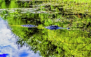 Images Dated 3rd September 2024: USA, Texas, Cameron County. Laguna Atascosa National Wildlife Refuge