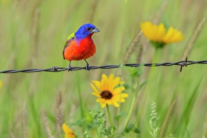 Sunflower Prints: USA, Texas, Cameron County. Painted bunting perched on barbed wire fence