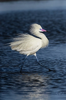 Wading Bird Prints: USA, Texas, Cameron County. South Padre Island