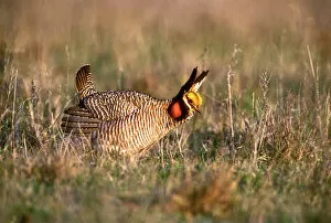 USA, Texas, Canadian. Wild lesser prairie chicken male in mating display on lek. Credit as