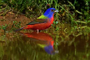 Images Dated 14th April 2023: USA, Texas. Close-up of painted bunting bird in water