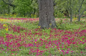 Images Dated 2021 July: USA, Texas, DeWitt County. Field of flowers around oak tree