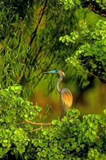 USA, Texas, East Texas. Tricolored heron perched in trees