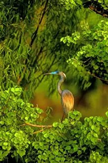 Regal Prints: USA, Texas, East Texas. Tricolored heron perched in trees