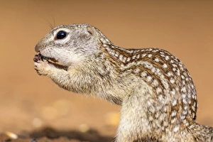 USA, Texas, Gatesville, Santa Clara Ranch. Mexican ground squirrel close-up. Credit as