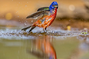 Images Dated 19th April 2016: USA, Texas, Gatesville, Santa Clara Ranch. Male painted bunting bathing. Credit as