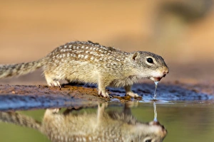 Images Dated 19th April 2016: USA, Texas, Gatesville, Santa Clara Ranch. Mexican ground squirrel drinking. Credit as