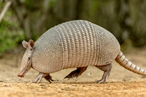 USA, Texas, Gatesville, Santa Clara Ranch. Nine-banded armadillo walking. Credit as