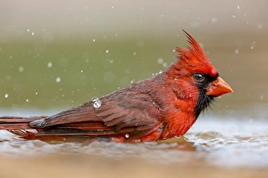 Images Dated 20th April 2016: USA, Texas, Gatesville, Santa Clara Ranch. Male northern cardinal bathing. Credit as