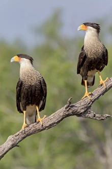 Images Dated 22nd April 2016: USA, Texas, Gatesville, Santa Clara Ranch. Two crested caracaras on branch. Credit as