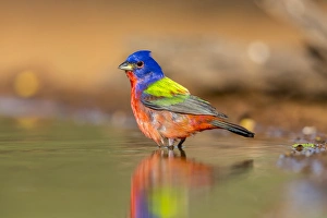 Images Dated 19th April 2016: USA, Texas, Gatesville, Santa Clara Ranch. Male painted bunting bathing. Credit as