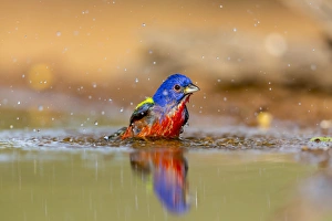 USA, Texas, Gatesville, Santa Clara Ranch. Male painted bunting bathing. Credit as
