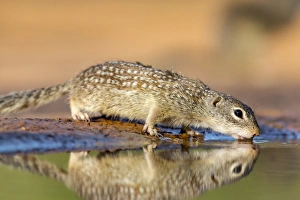 Images Dated 19th April 2016: USA, Texas, Gatesville, Santa Clara Ranch. Mexican ground squirrel drinking. Credit as