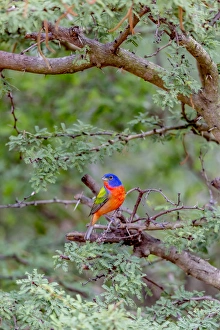 Images Dated 20th April 2016: USA, Texas, Gatesville, Santa Clara Ranch. Male painted bunting in tree. Credit as