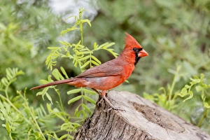 Images Dated 20th April 2016: USA, Texas, Gatesville, Santa Clara Ranch. Male northern cardinal on stump. Credit as
