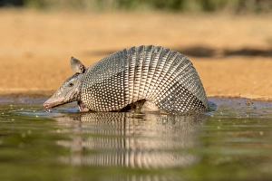 Images Dated 21st April 2016: USA, Texas, Gatesville, Santa Clara Ranch. Nine-banded armadillo drinking. Credit as