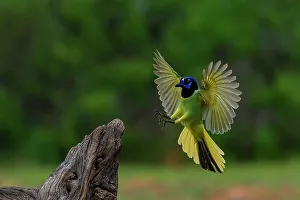 Stump Prints: USA, Texas. Green jay landing on tree stump
