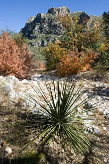 Images Dated 1st November 2006: USA, Texas, Guadalupe Mountains National Park. Autumn colors in Guadalupe Mountains National Park