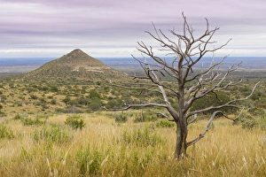 Images Dated 4th November 2014: USA, Texas, Guadalupe Mountains National Park. Dead tree and small mountain. Credit as
