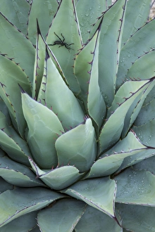USA, Texas, Guadalupe Mountains National Park. Close-up of New Mexico agave plant