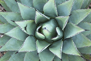 Images Dated 4th November 2014: USA, Texas, Guadalupe Mountains National Park. Close-up of New Mexico agave plant