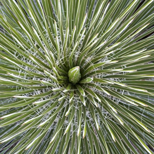 Images Dated 4th November 2014: USA, Texas, Guadalupe Mountains National Park. Close-up of soaptree yucca plant. Credit as
