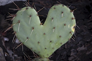 Images Dated 5th November 2014: USA, Texas, Guadalupe Mountains National Park. Heart- shaped prickly-pear cactus