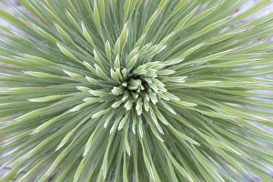 USA, Texas, Guadalupe Mountains National Park. Close-up of soaptree yucca plant. Credit as