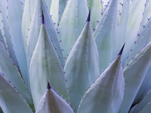 Images Dated 5th November 2014: USA, Texas, Guadalupe Mountains National Park. Detail of New Mexican agave plant